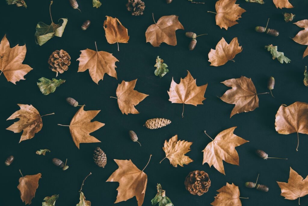 Autumn leaves with acorn and cones pattern on dark background from above. Maple leaf texture